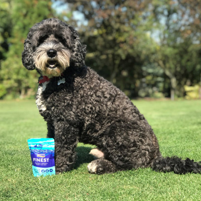 Fish4Dogs Mousse para perro...