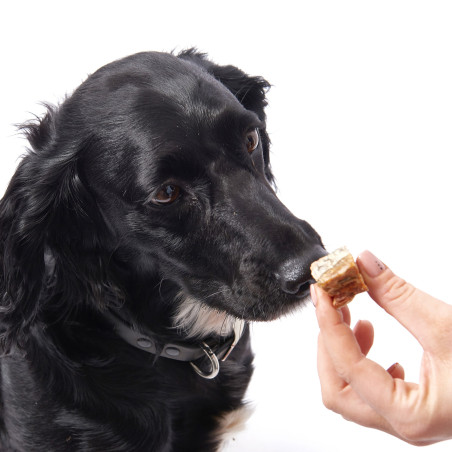 Fish4Dogs Snack para perros – Love Salmón en cubos 85 g (pack de 10)