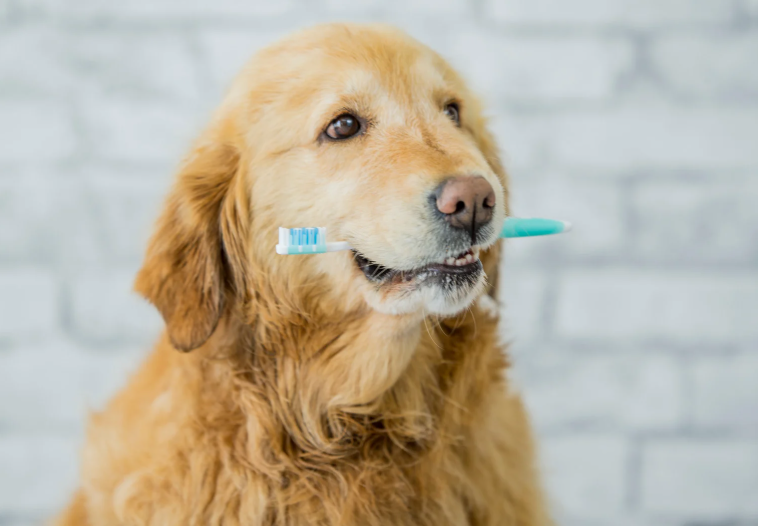 7 Beneficios de Cepillar los Dientes de tu Perro y Cómo Hacerlo Fácilmente