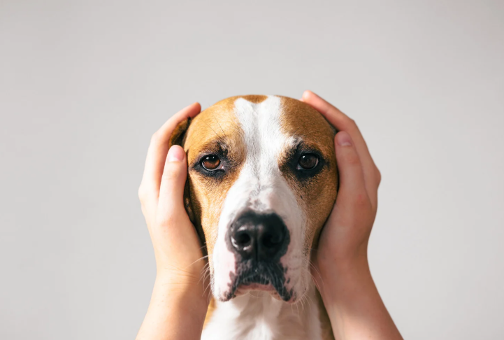 ¿Cómo actuar ante una situación de caos y estrés en tu perro? 7 trucos efectivos