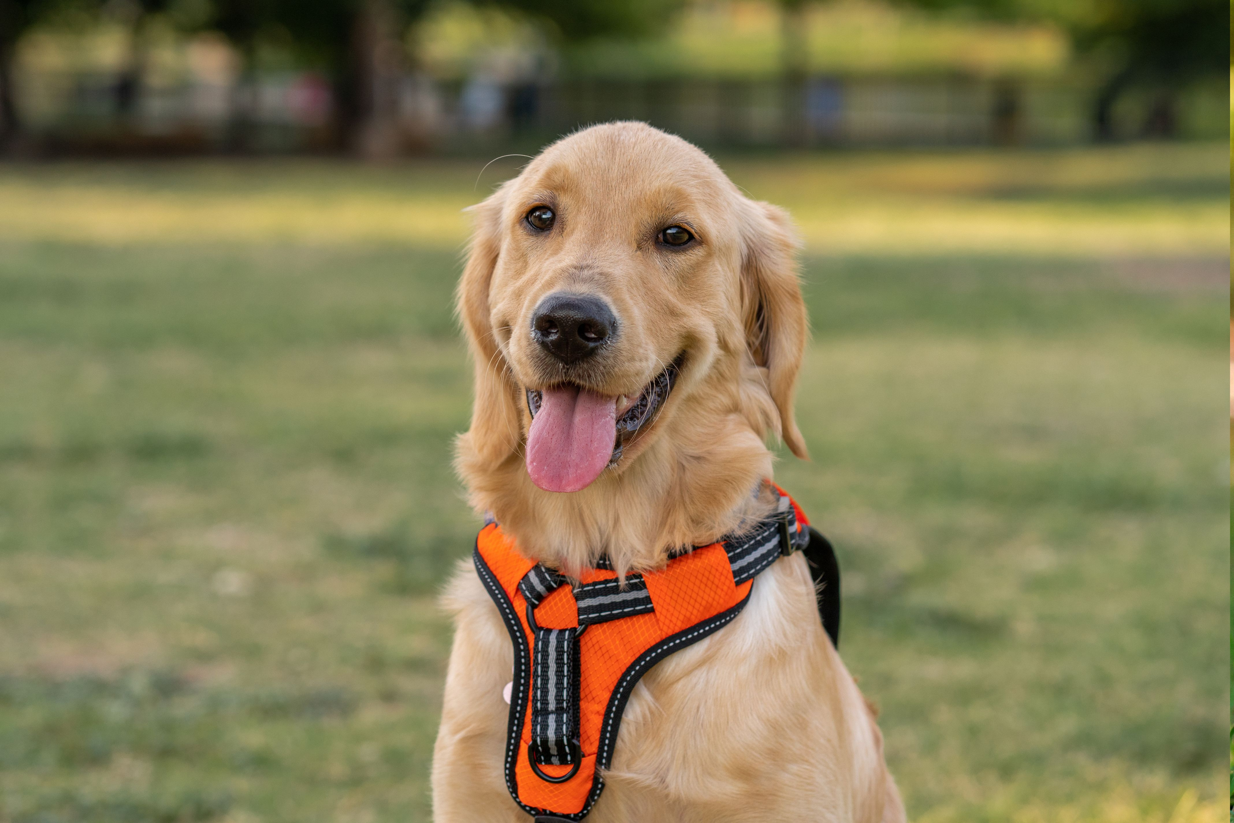 13 Consideraciones Esenciales para Elegir entre Arnés o Collar para tu Perro