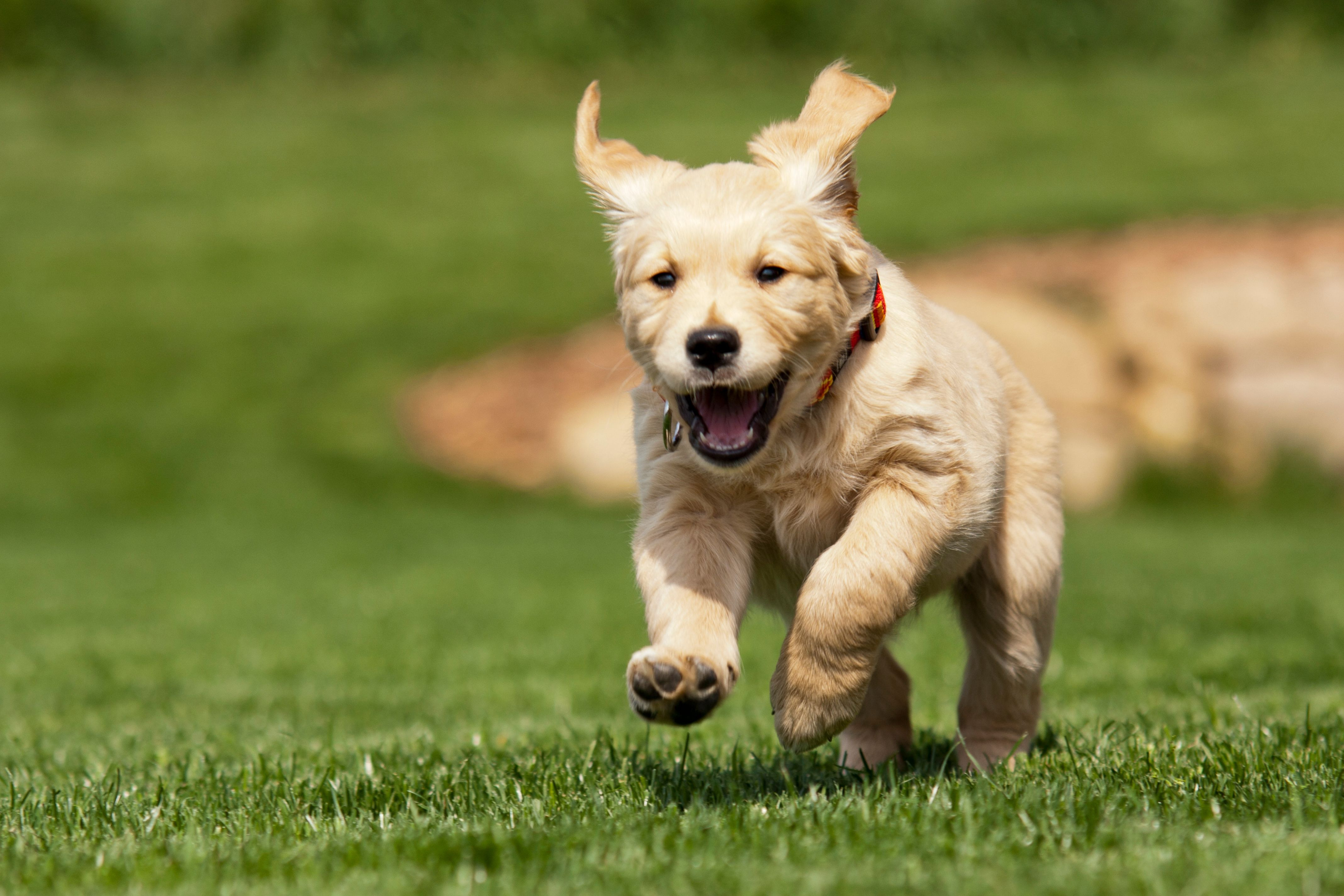 5 Consejos Indispensables para el Cuidado de tu Cachorro