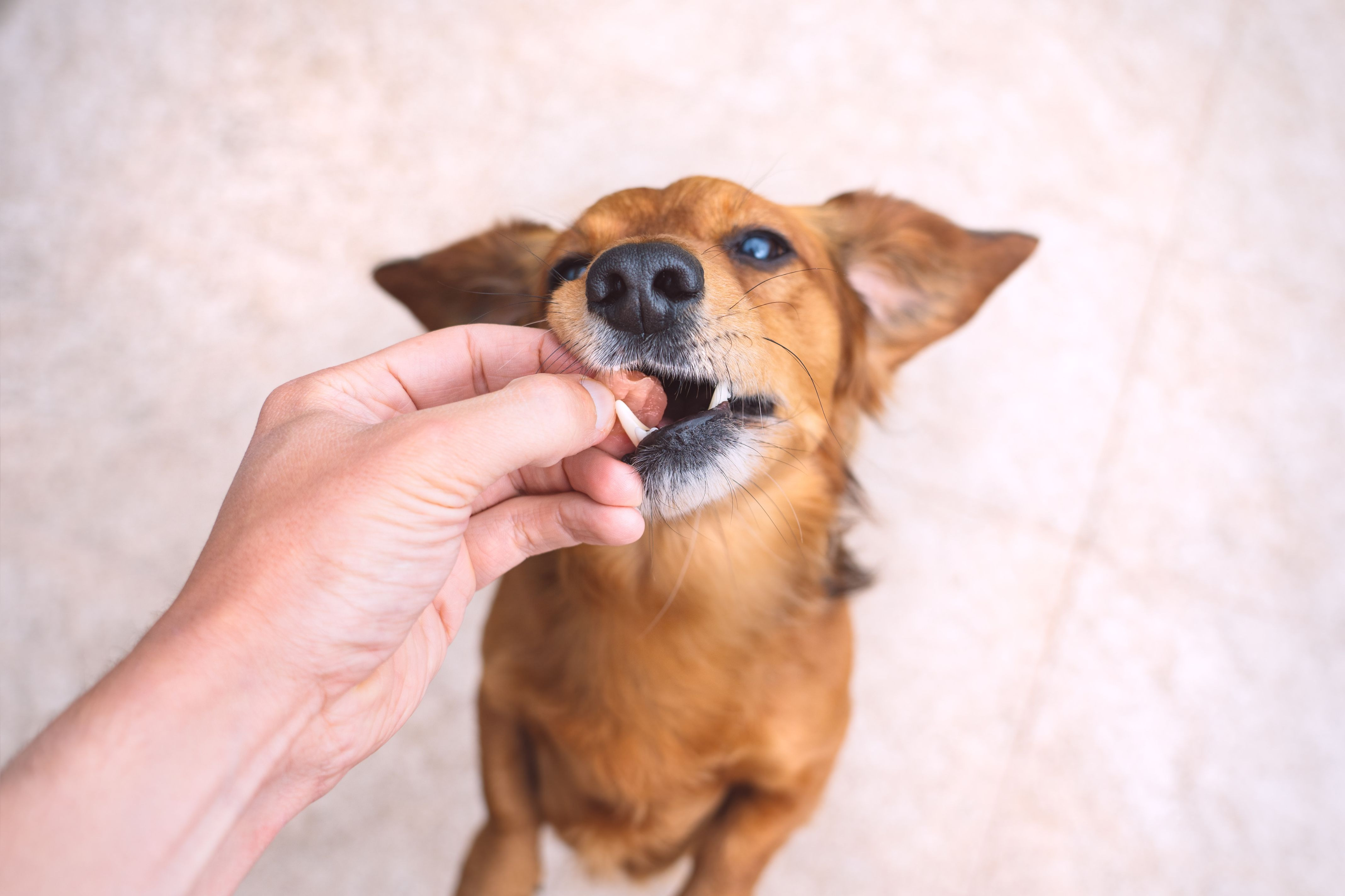 7 Momentos Perfectos para Disfrutar de los Nuevos Snacks Wuapu con tu Perro