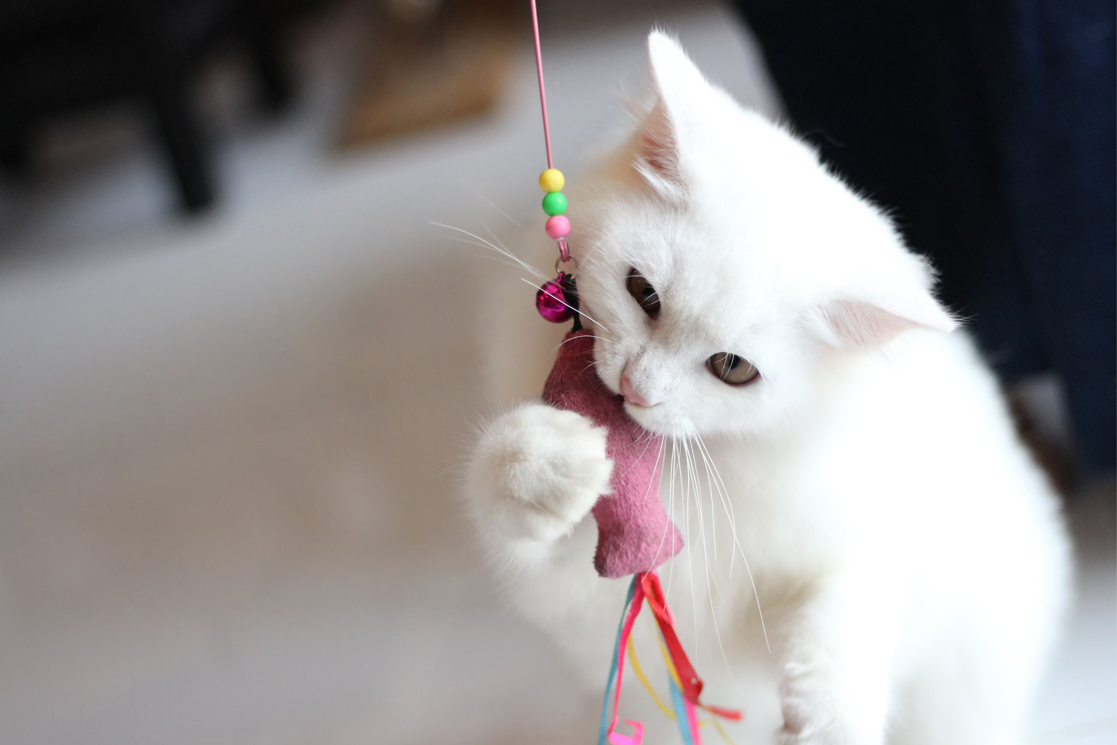 7 Innovaciones de los Juguetes Wuapu que Todo Gato Adorará