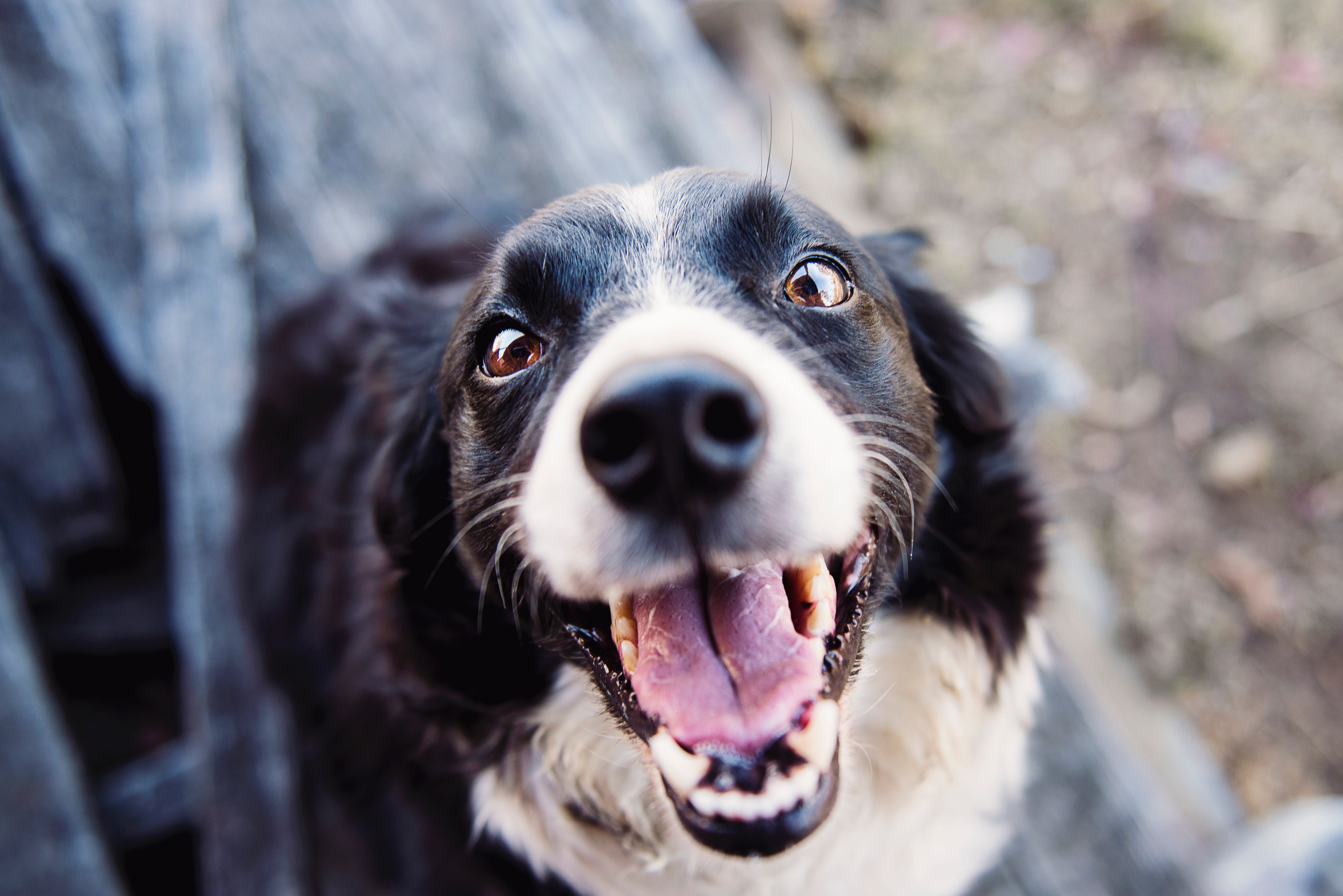 7 Razones Inapelables para Elegir Kooda para tus Mascotas